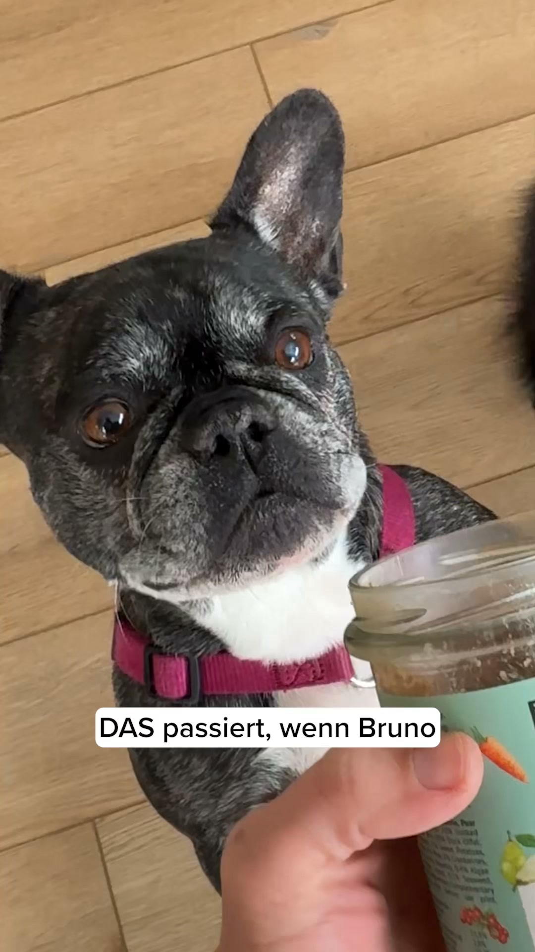 Teste jetzt unsere neuen Frische Menüs
