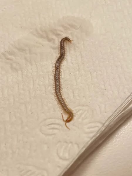 La mia gatta di casa ha vomitato vermi vivi. Non è mai uscita.
