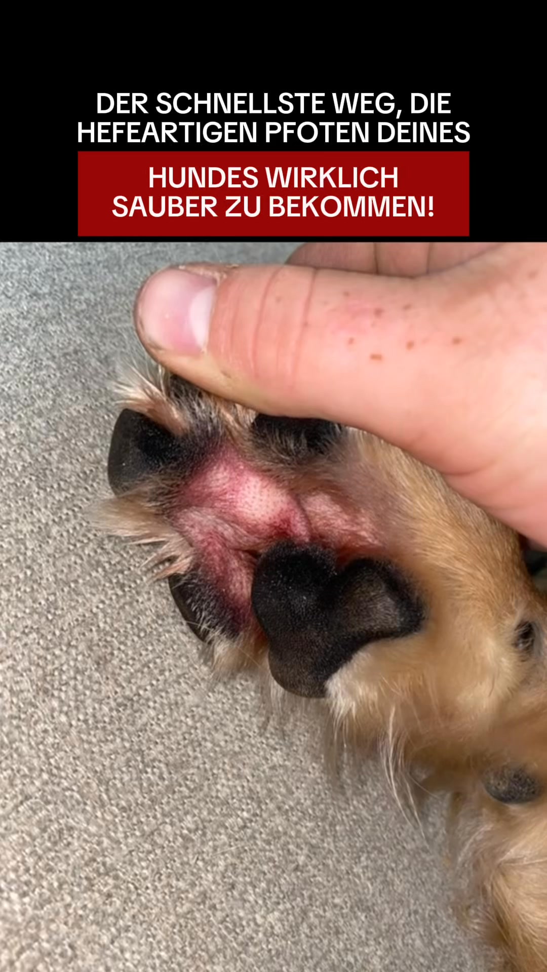 Nach 30 Tagen kratzt dein Hund weniger. Natürlich. Ohne Chemie.