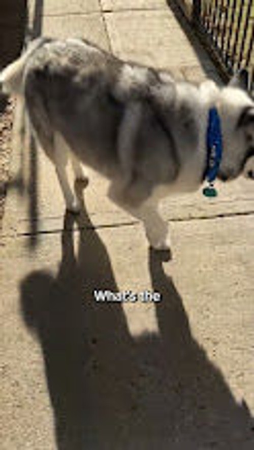 Help your dog move freely again
