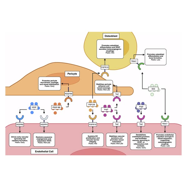 Fracture Healing Mechanisms and Regenerative Therapies