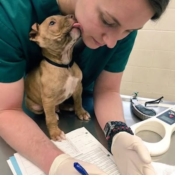 Read this if your dog has bad breath