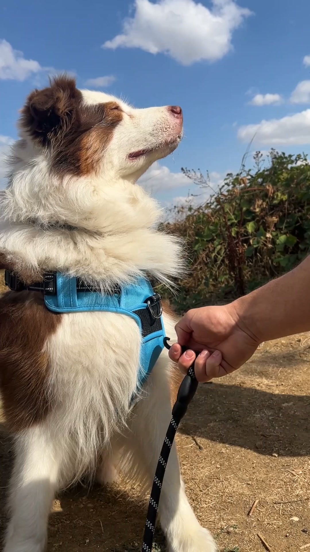 Comment empêcher son chien de tirer sur sa laisse sans dressage