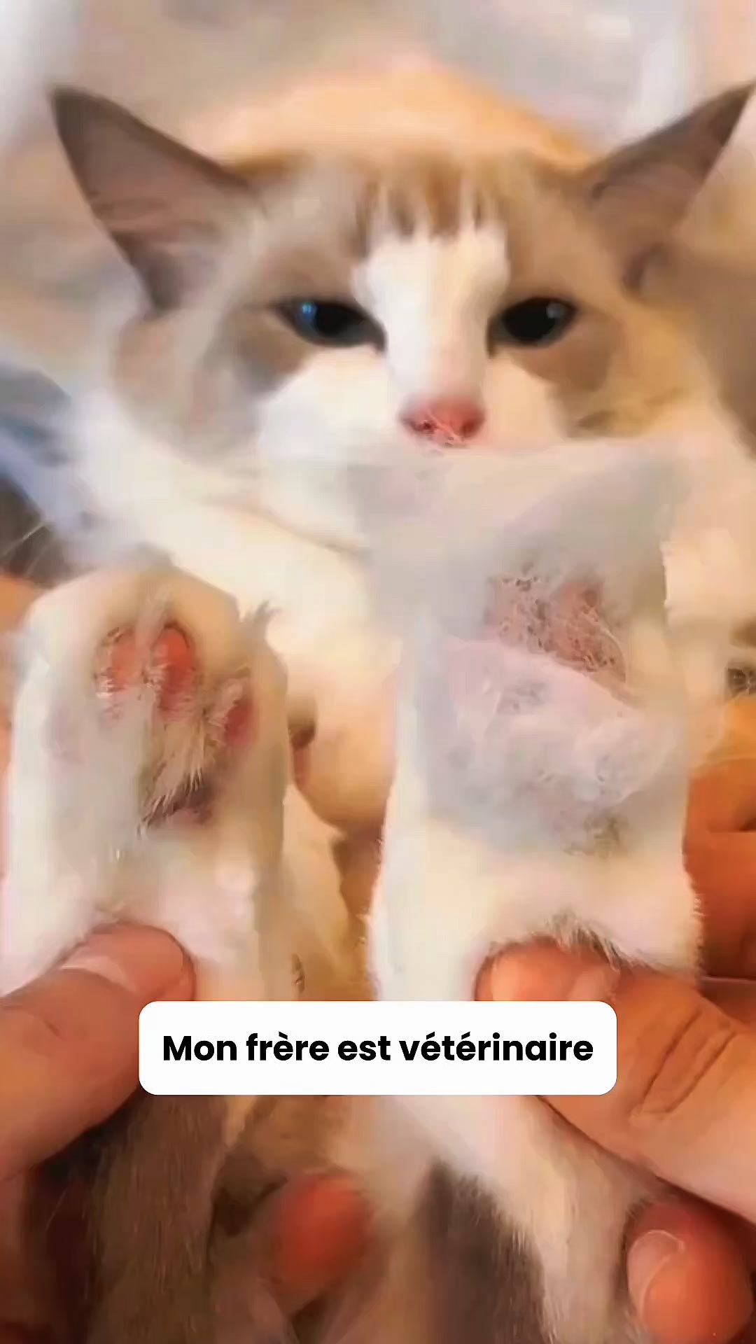 Je prends soin de mon minou