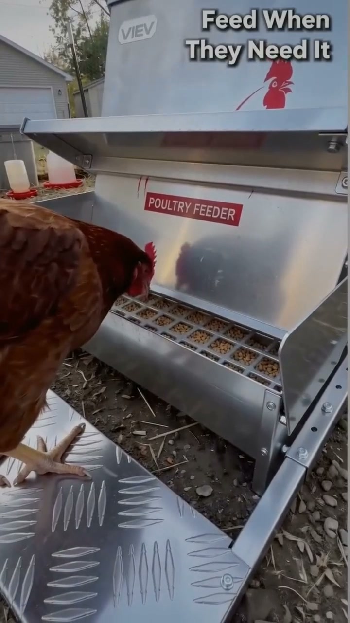 Automatic Chicken Feeder – Foot‑Pedal Treadle Feeder with Magnetic Lock