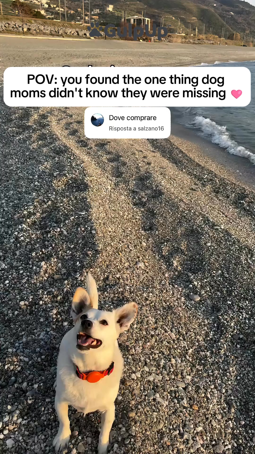 Your Dog Deserves Better Than Forgotten Water