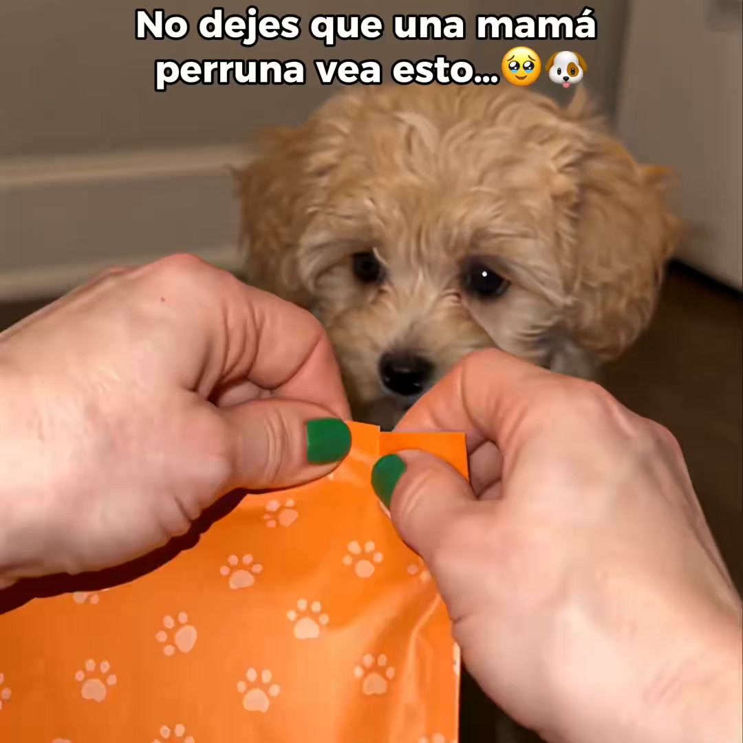Soft Ear Covers for Dogs