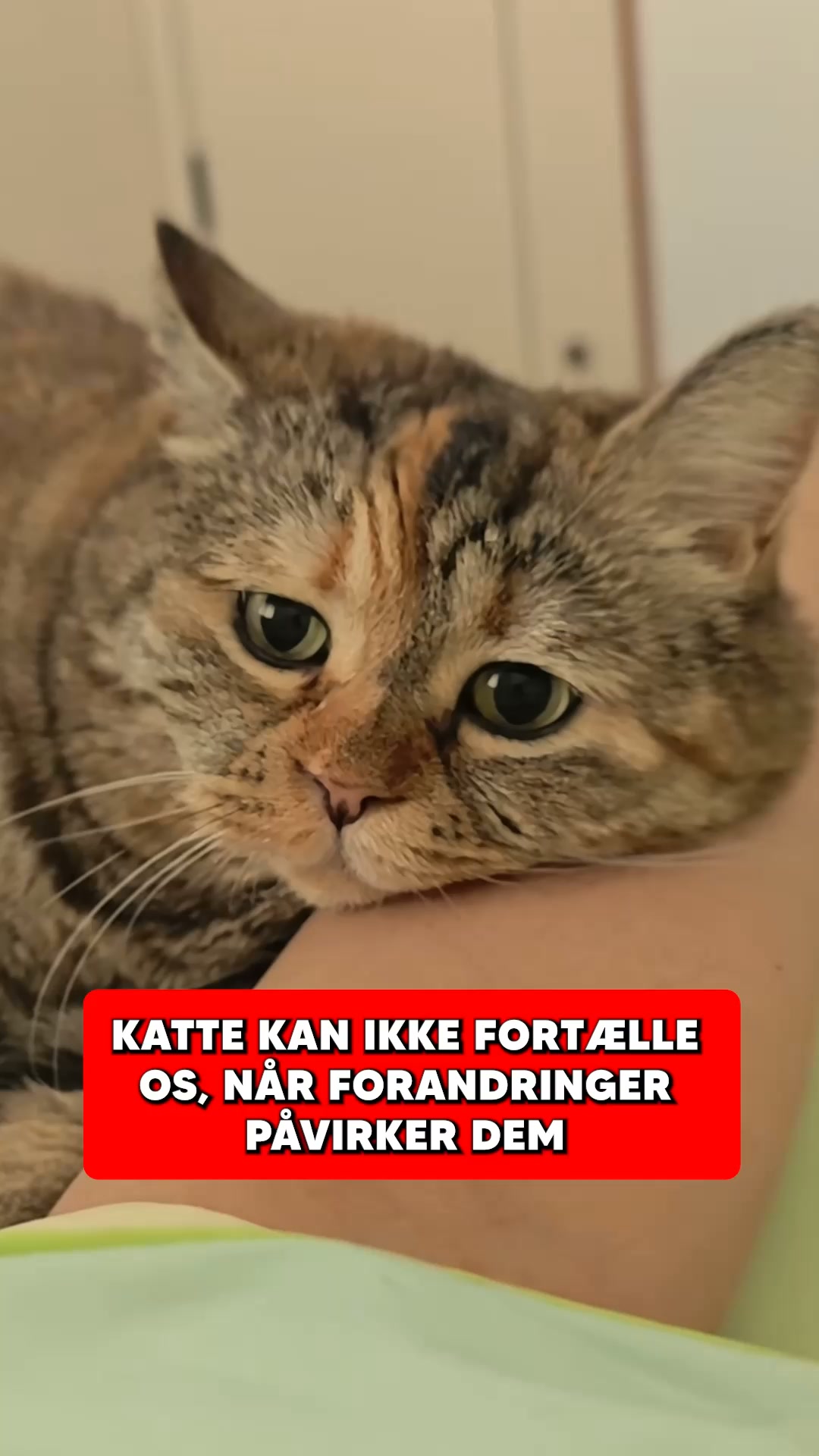 Nyhed: Probiotika til katte!