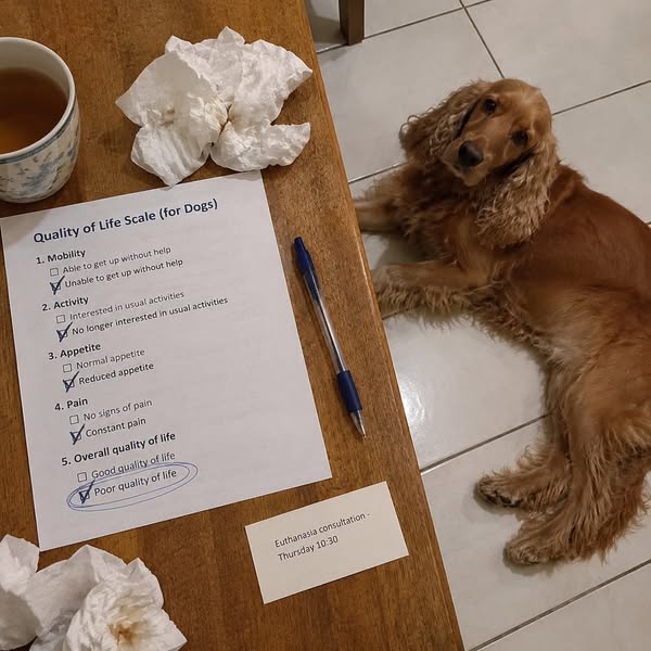 Read this before the next vet bill