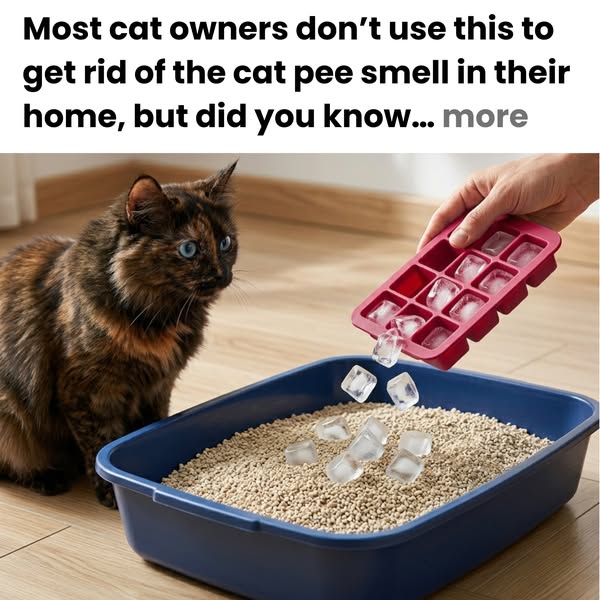 Get Rid of the Cat Pee Smell In Your Home (MUST READ)