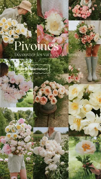 Les pivoines sont arrivées !