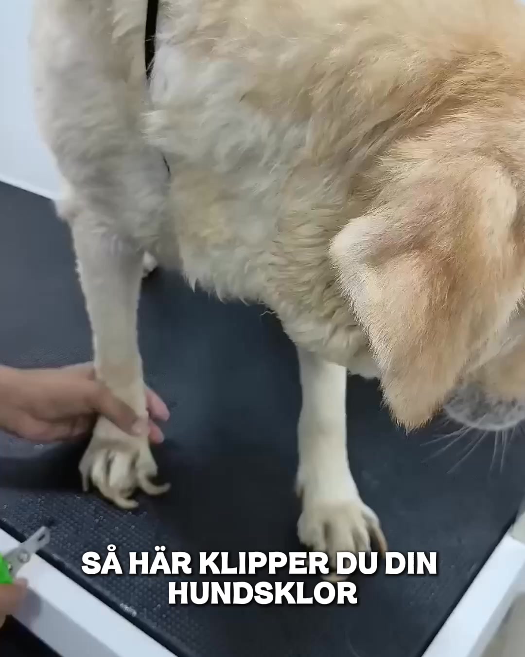 Stressfri klovård för din bästa vän!