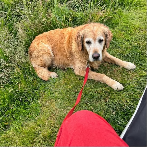 Lisez ça si vous avez un chien