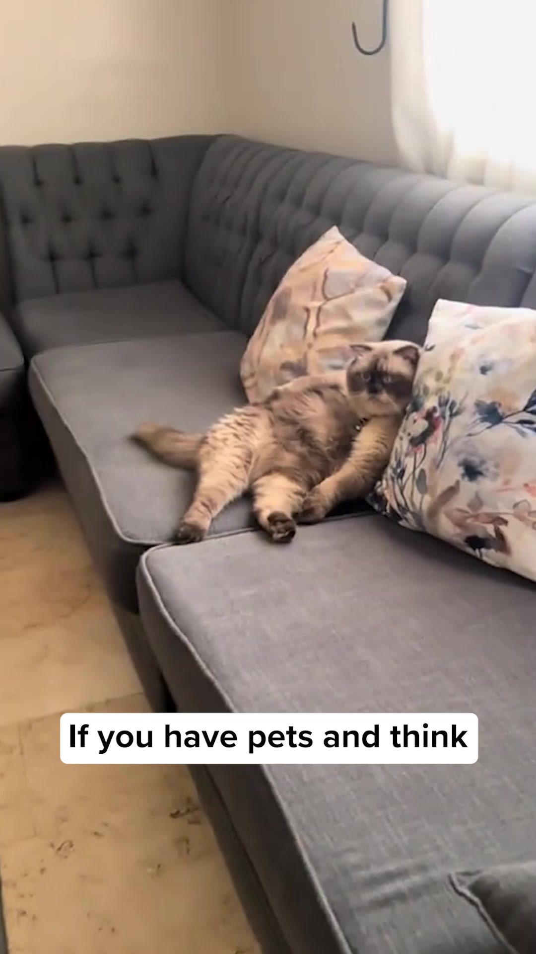 If You Own a Cat or Dog, Watch This
