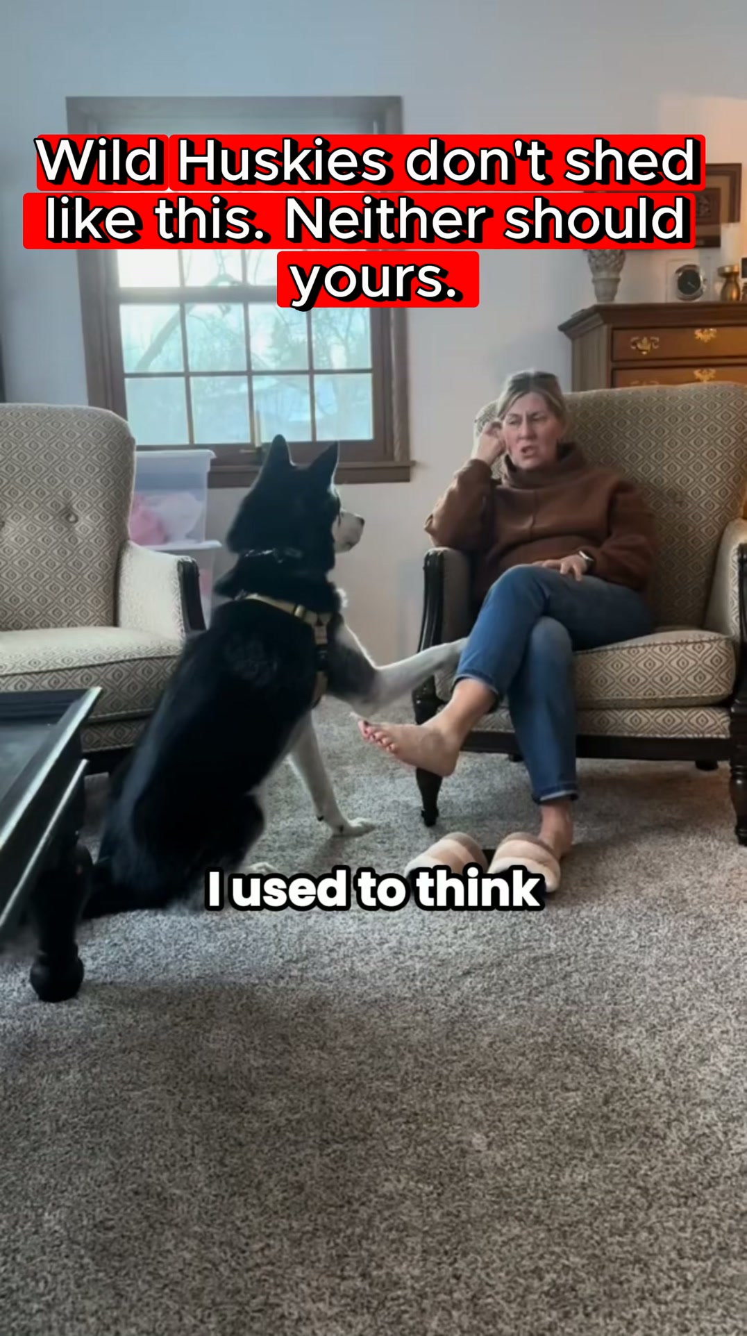 Your Husky Shouldn't Shed Between Coat Blows