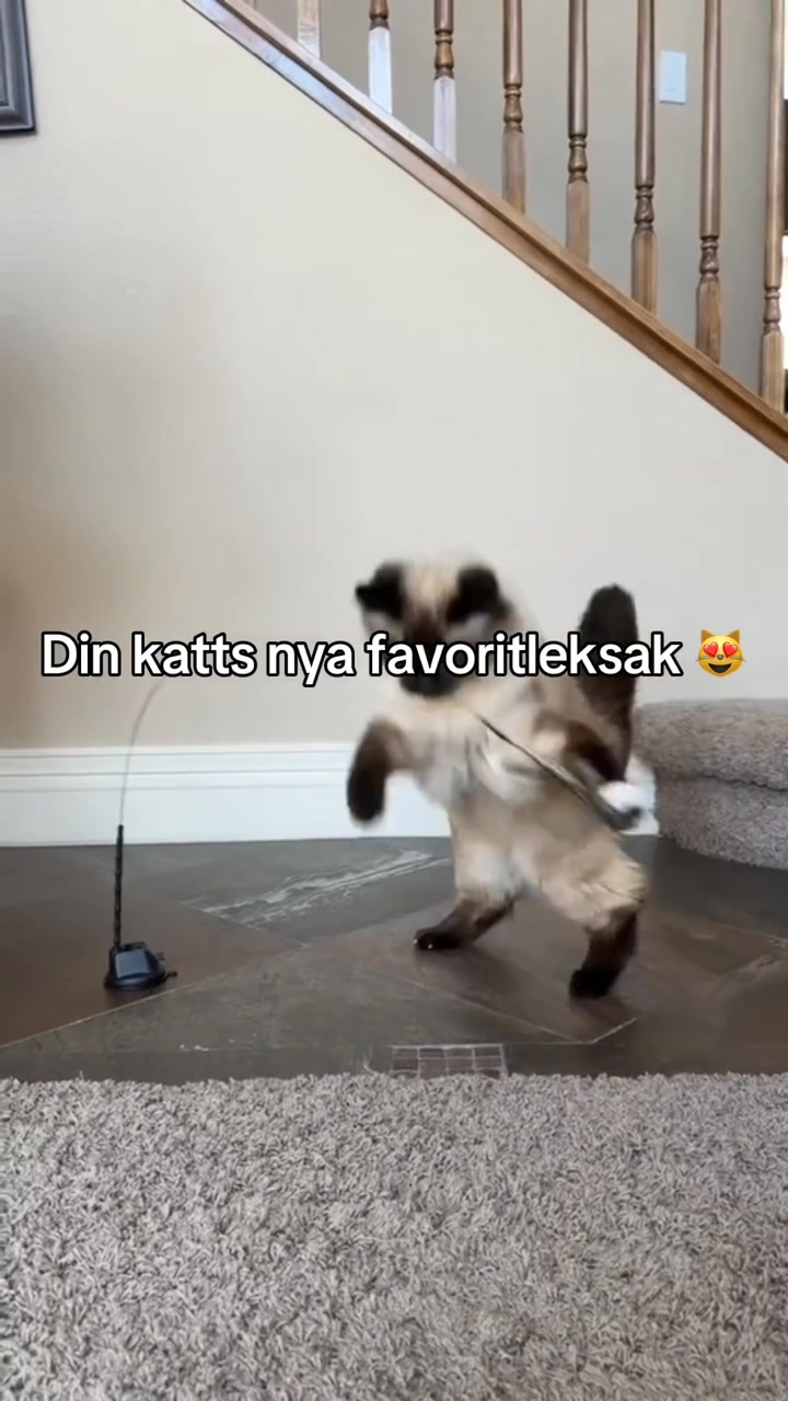 Akivera din katt på nolltid