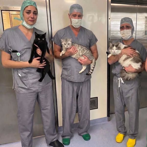 We had to euthanize 23 cats in 48 hours last month.
