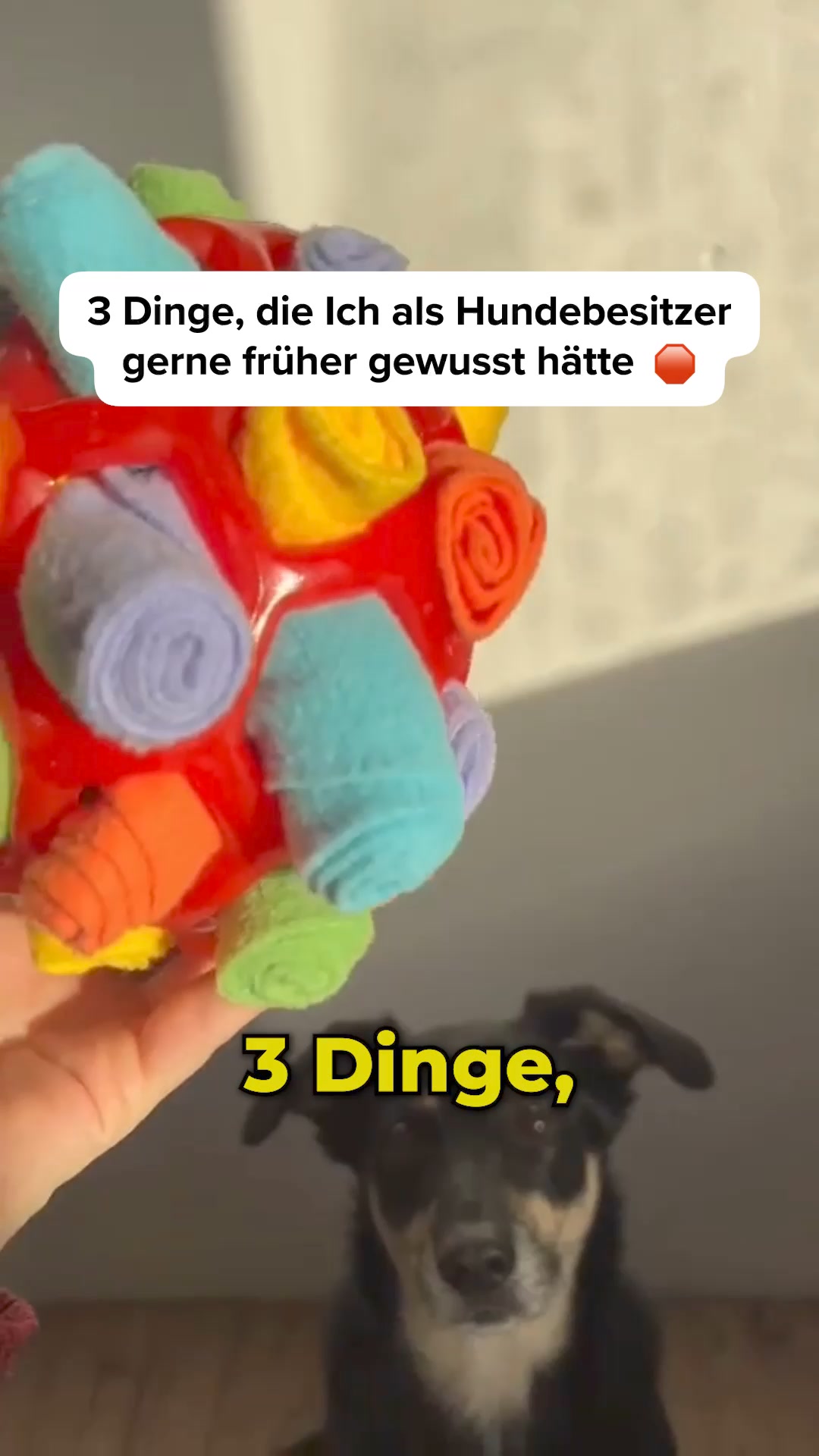 #1 Hundespielzeug