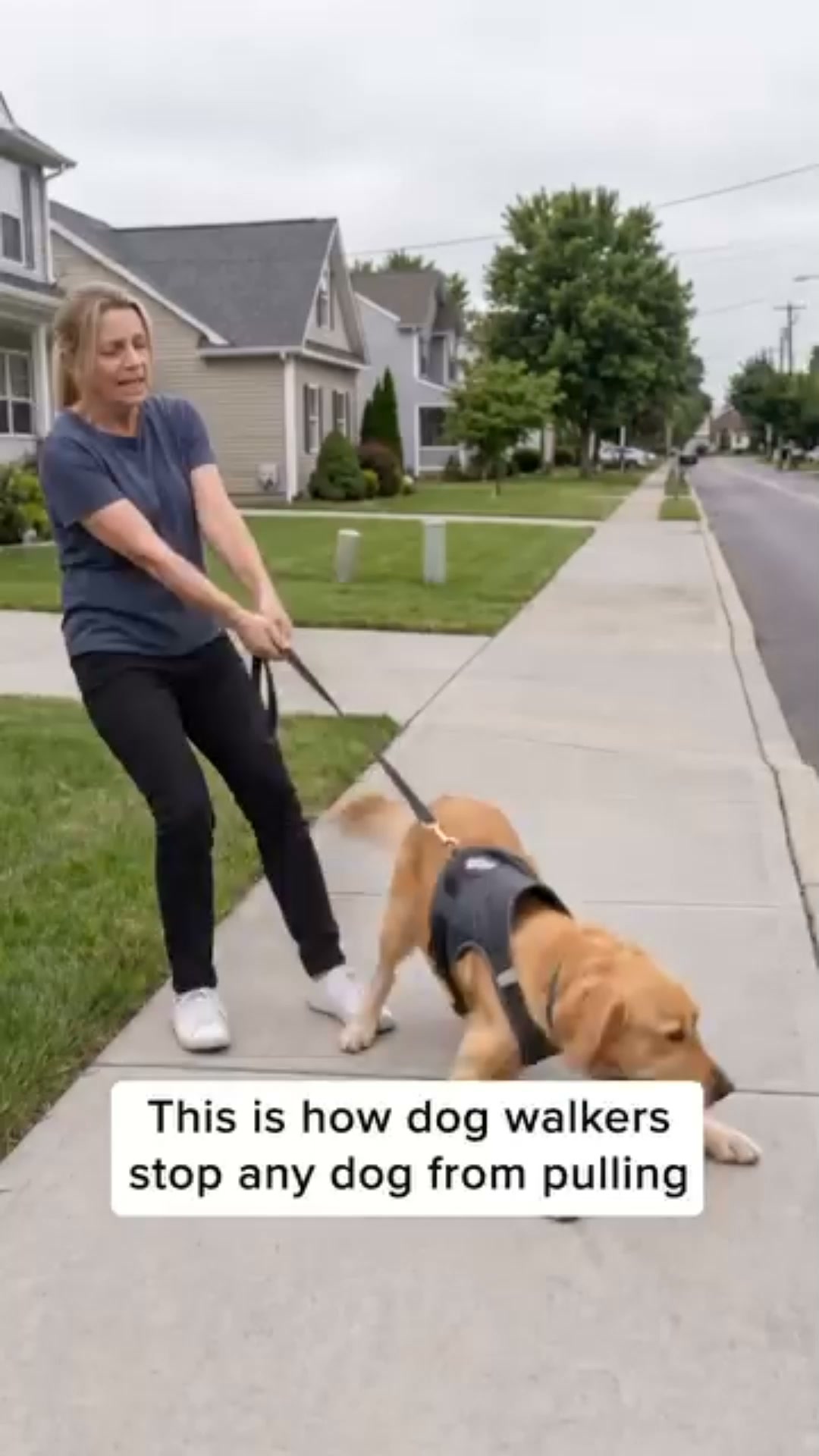 The No-Pull Harness That Turns Your Dog Around