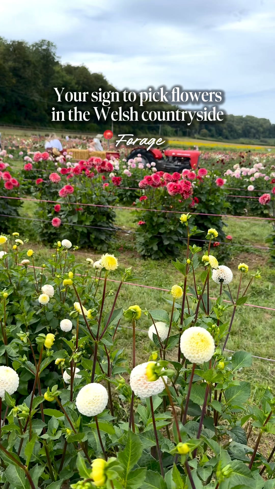 Pick Your Own Summer Bouquet