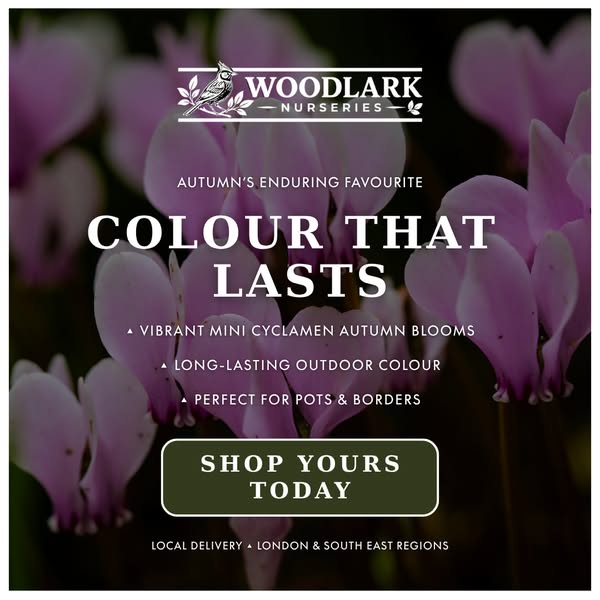 Colour That Doesn't Quit In October