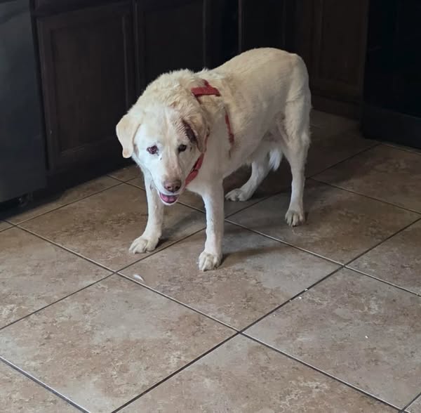 If Your Dog Has Been Diagnosed READ This