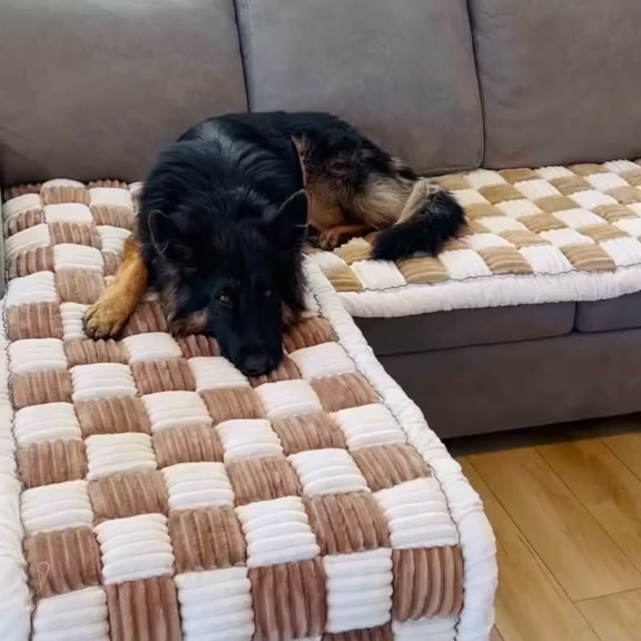 Built For Pets Who Own The Couch