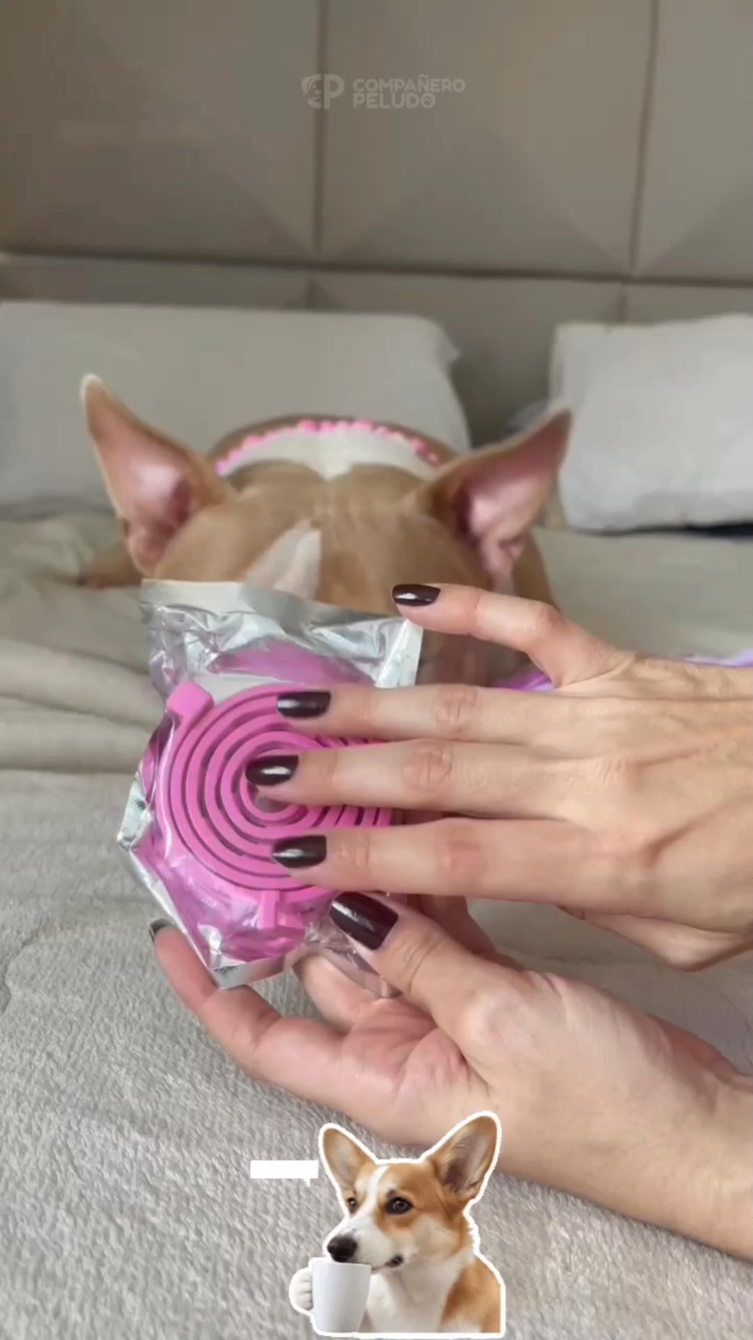 Protege a tu perro de forma inteligente