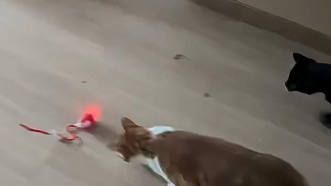 Interactive Rolling Cat Toy with Tail