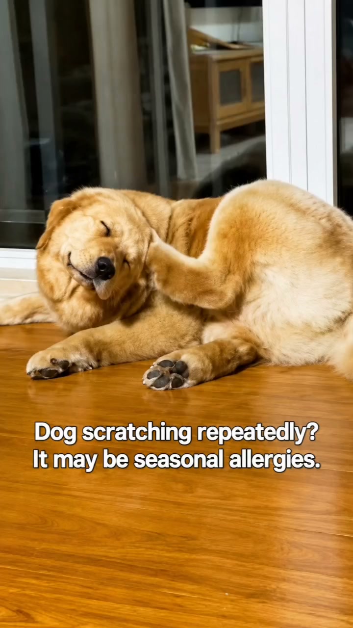 Tired of the seasonal scratch-and-chew cycle?