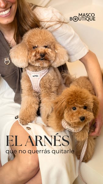 El mejor arnés para tus paseos diarios