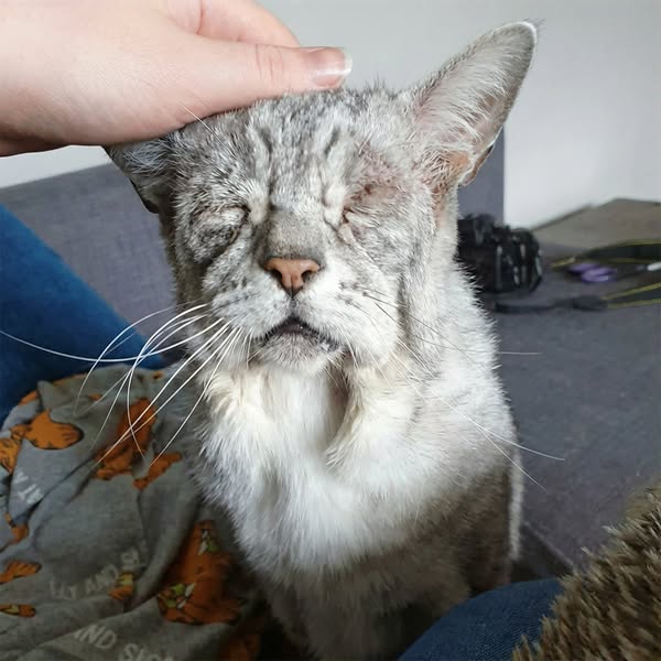 Why World Record Cats Live To 27