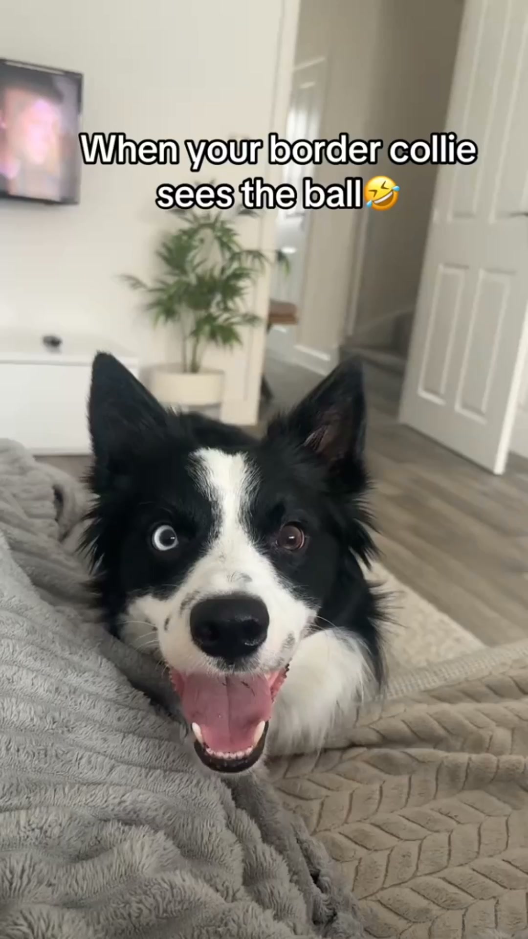 Permanently Solves The Hyperactive Dog Problem — Starting Today!