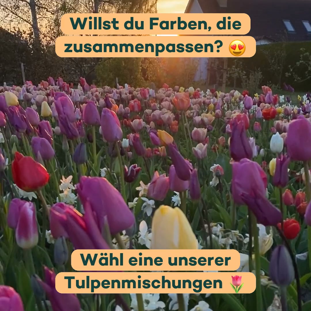 Tulpenmischungen, bei denen die Farben passen