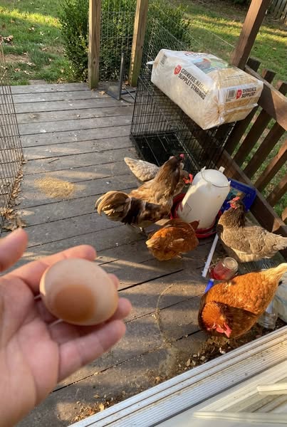 My Hen Looked Fine Then I Found Her Dying
