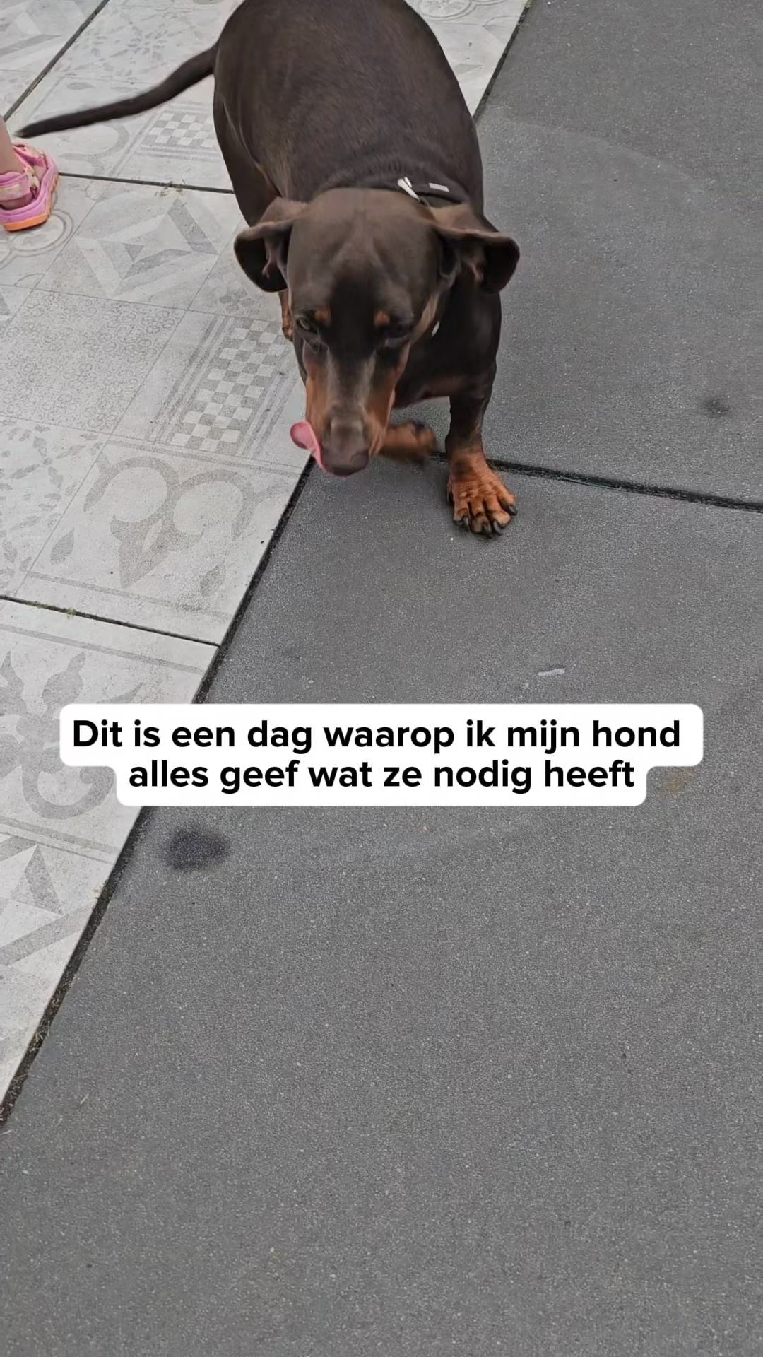 Ontdek de snackbox voor jouw hond