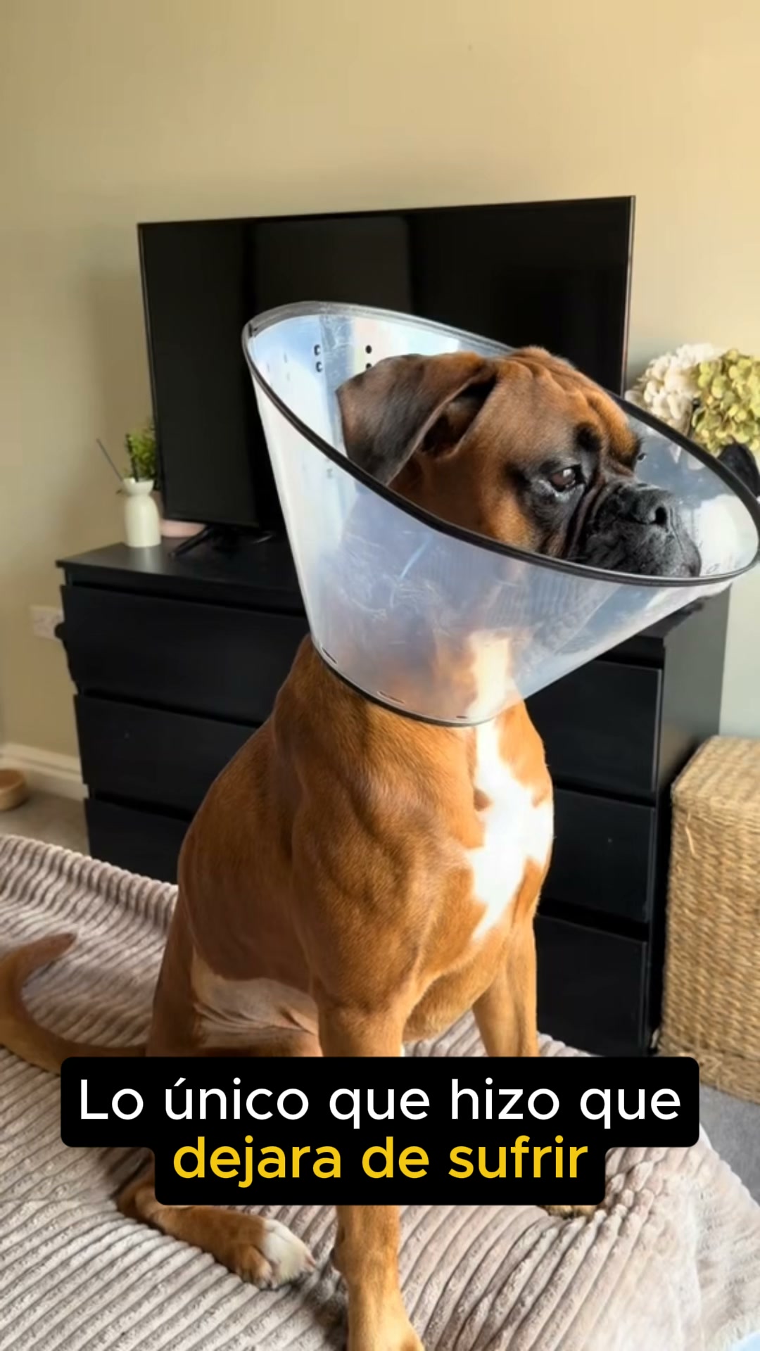 Si ya no sabes como proteger a tu perro... Lee esto