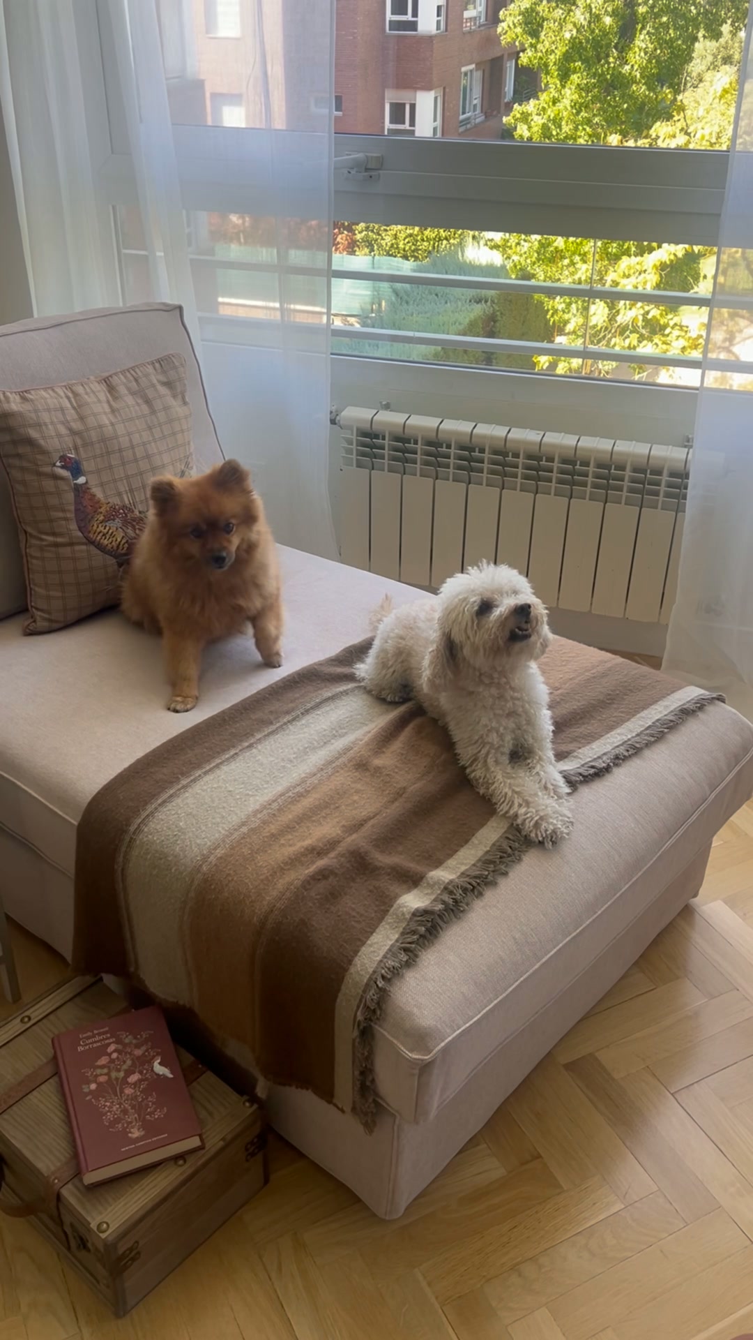 Tu sofá, sin olor a perro