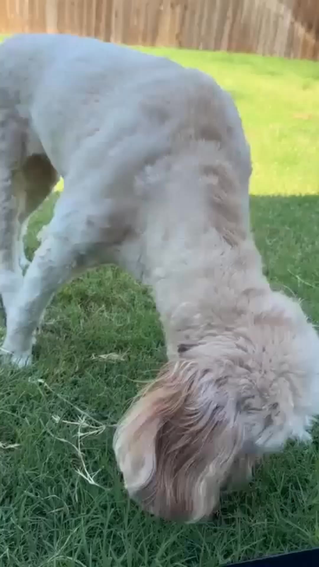 Multivitamínico diario para perros, resultados reales