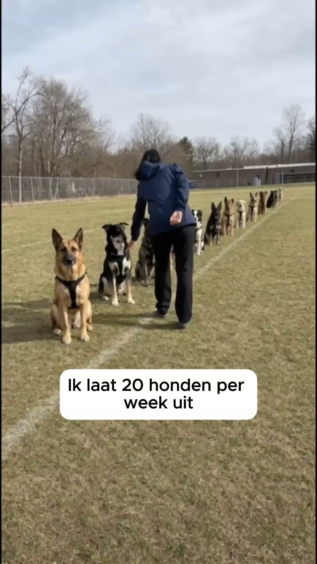 Het No-Pull Tuigje Dat Je Hond Omdraait