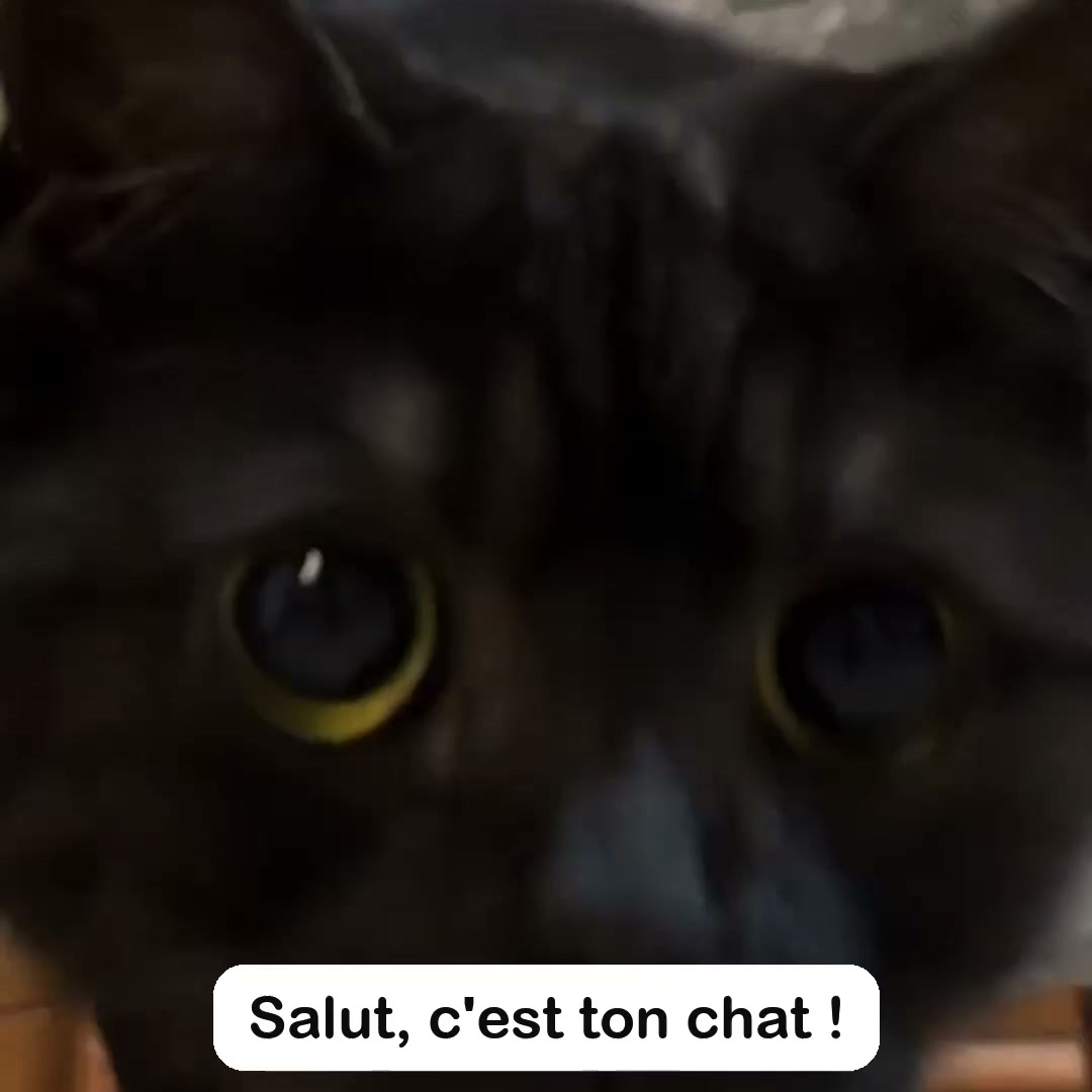 Ce n'est pas votre chat. C'est l'endroit