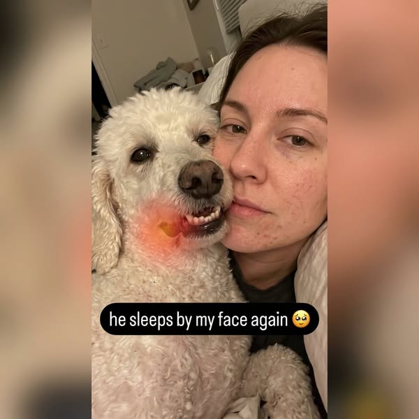 A no-brush spray that spared my senior dog anesthesia