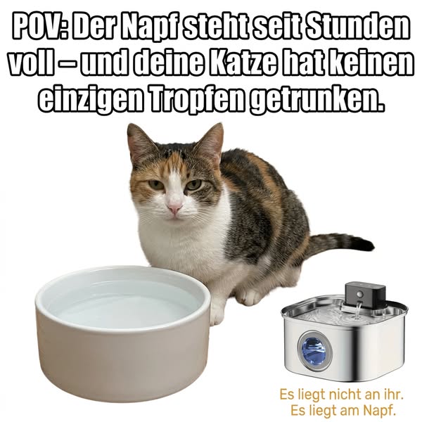 Warum Katzen jetzt mehr trinken