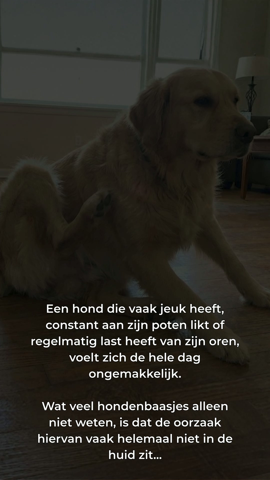 Aanbevolen door dierenartsen en 60 dagen geld-terug-garantie