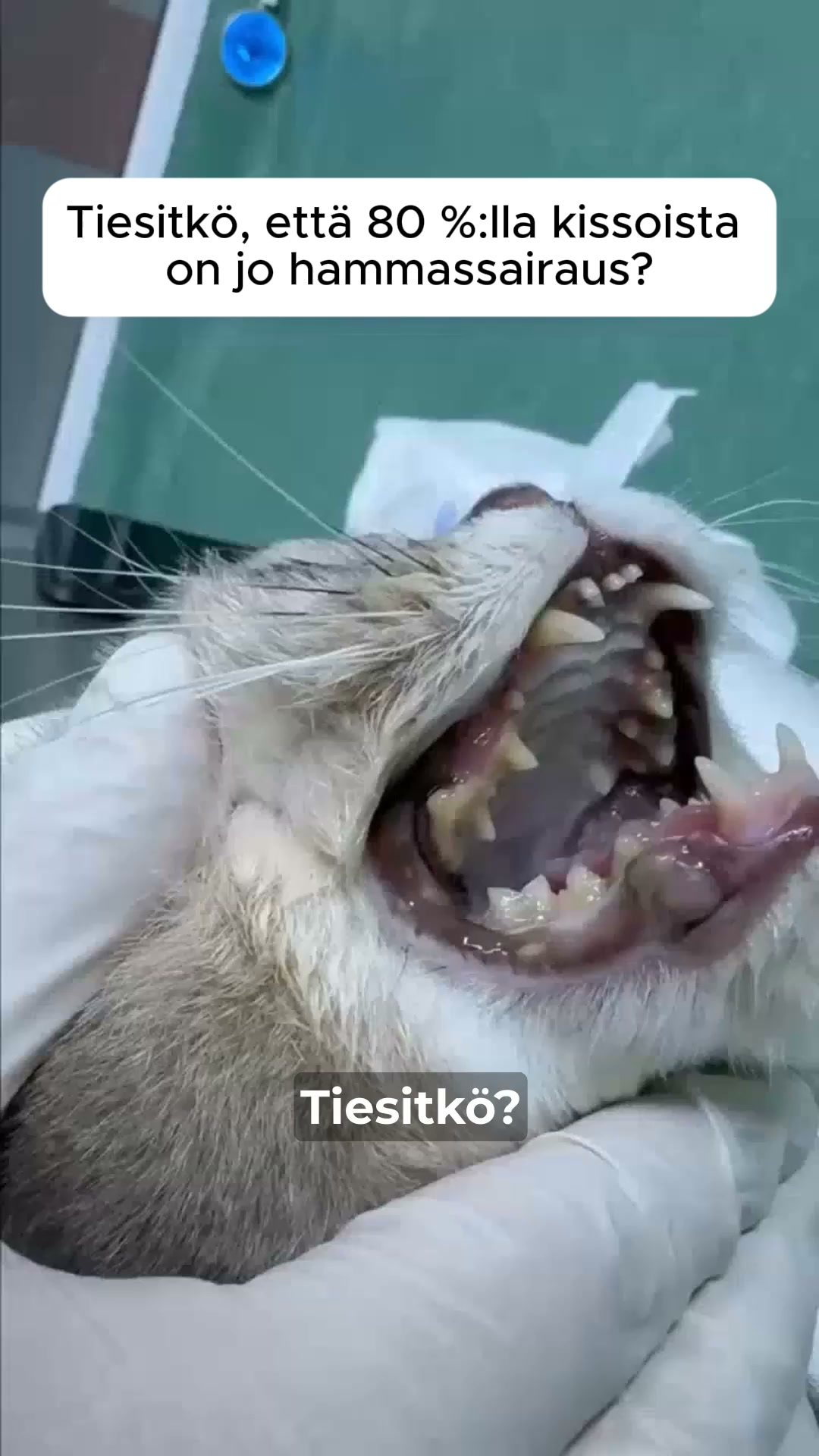Onnellisempi kissa odottaa