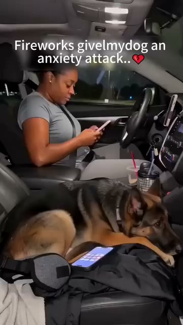 Two hoodies. One happy dog.