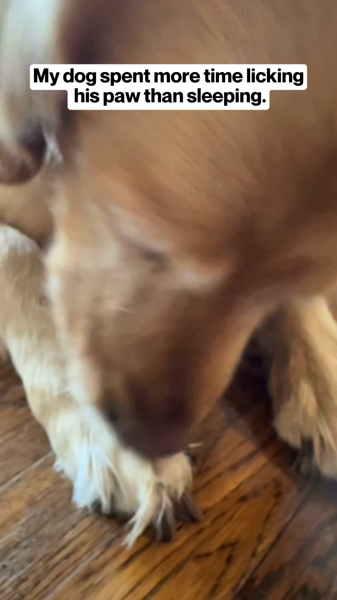 Help Your Dog Today