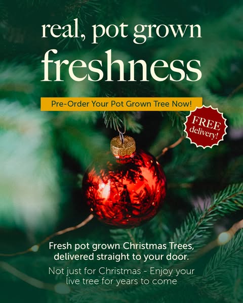 Pot Grown Christmas Trees
