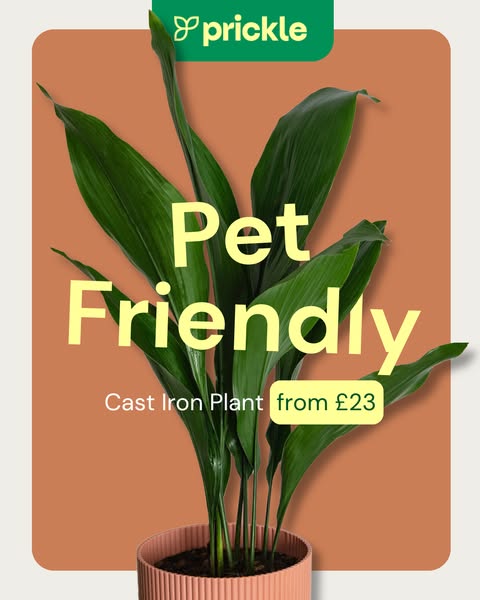 Free Delivery Over £50