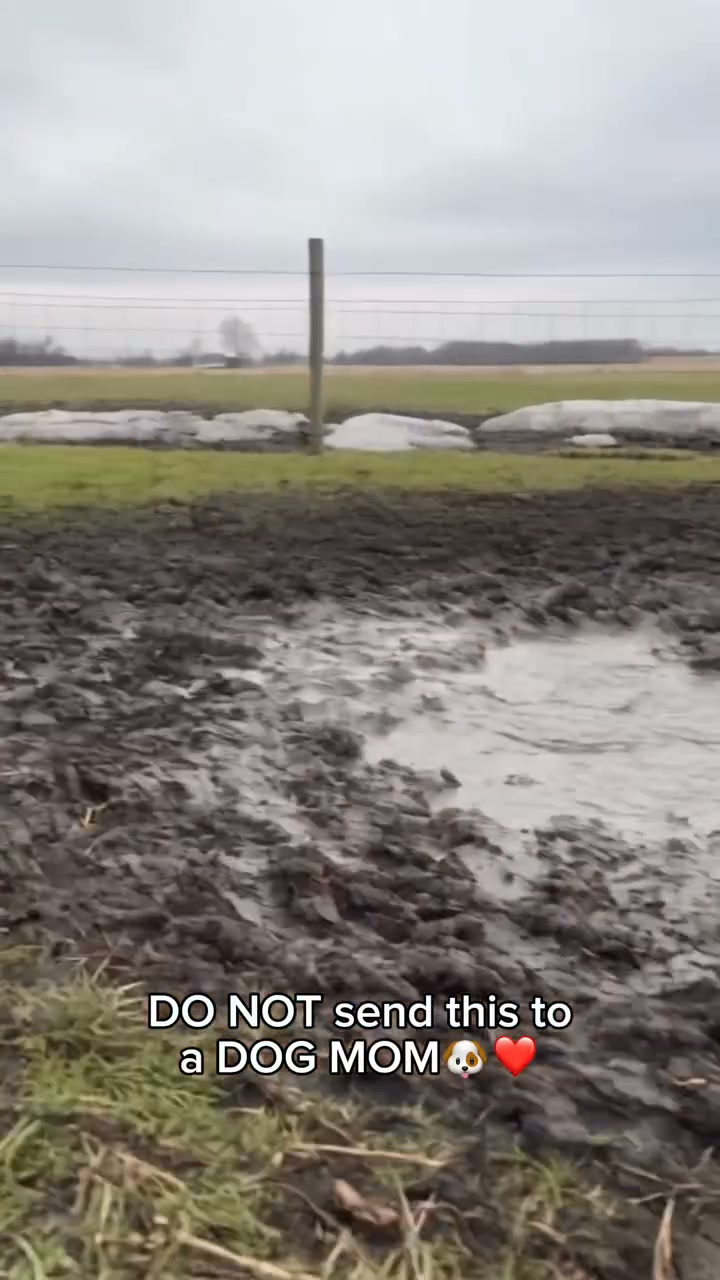 The Ultimate Waterproof Dog Leg Boots